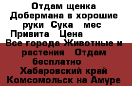 Отдам щенка Добермана в хорошие руки. Сука 5 мес. Привита › Цена ­ 5 000 - Все города Животные и растения » Отдам бесплатно   . Хабаровский край,Комсомольск-на-Амуре г.